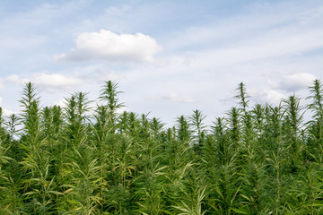 canabis on marijuana field ganja farm sativa leaf weed medical hemp hash plantation cannabis legal...