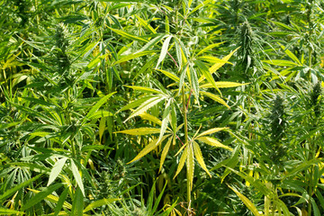 canabis on marijuana field ganja farm sativa leaf weed medical hemp hash plantation cannabis legal...