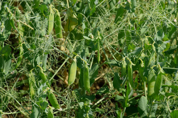Green peas in the field. Growing peas in the field. Stems and po