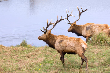 Bull elks close to pond