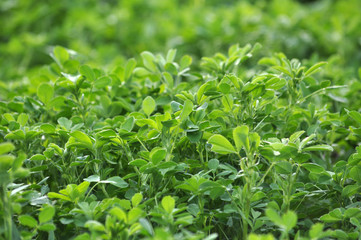 In the spring field young alfalfa grows