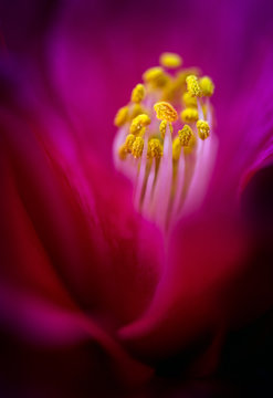 stamen macro