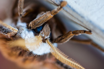 Beautiful moth (Rothschildia Betis) on a macro detail
