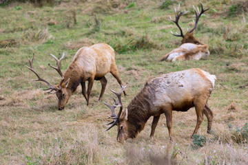 Bull elks 
