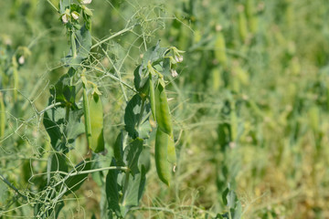 Green peas in the field. Growing peas in the field. Stems and po