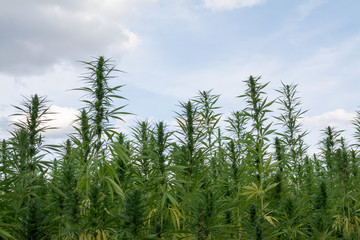 canabis on marijuana field ganja farm sativa leaf weed medical hemp hash plantation cannabis legal...