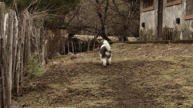 Bobtail Dog Or Old English Sheepdog Near Wooden Fence On The Field In Patagonia.