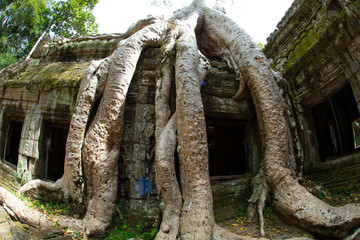 Roots Angkor Thom