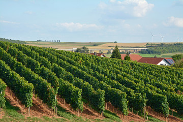 blick über weinberg zur weinheimer autobahn-talbrücke