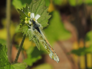 Schmetterling