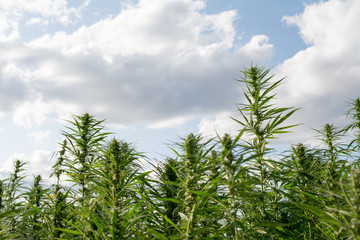 canabis on marijuana field ganja farm sativa leaf weed medical hemp hash plantation cannabis legal...