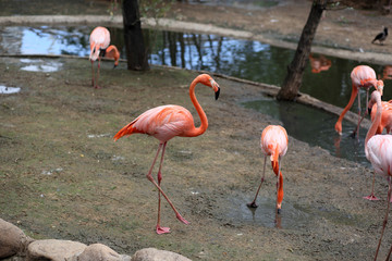 Pink flamingo walks and drinks water at the zoo (Phoenicopterus roseus)