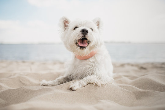 Westie on the beach
