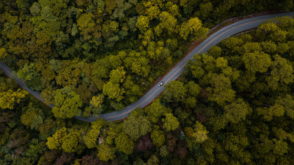 Curvy road in the forest