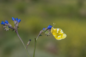 Pieridae / Zegris / / Zegris eupheme