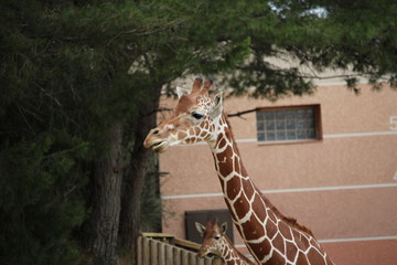 girafe