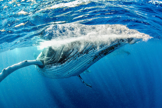 A humpback whale breathing underwater