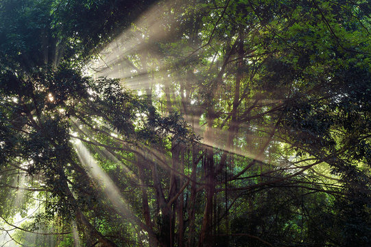 Fototapeta Sun rays in the jungle