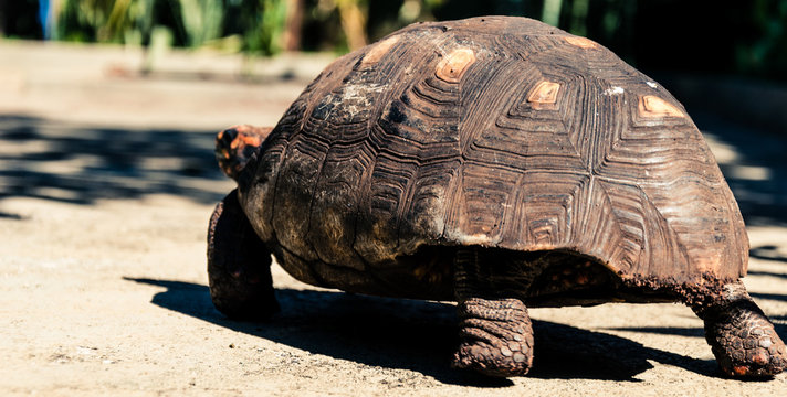 Turtle walking on a backyard