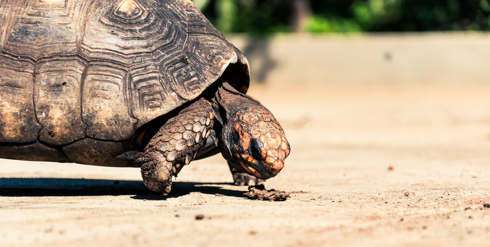 Turtle walking on a backyard