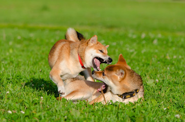 Energetic puppies Shiba Inu are walking and playing. How to protect your dog from overheating. Dogs are getting thirsty. Merry fuss. 