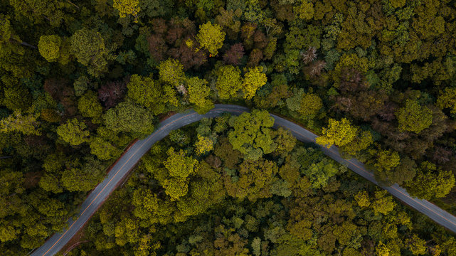 Curvy road in the forest