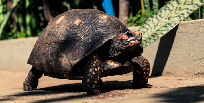 Turtle walking on a backyard