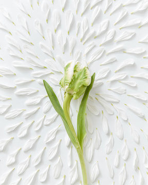 Green tulip and white petals pattern on white background. Beautiful floral layout. Flat lay