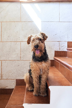 Airedale Terrier at home.