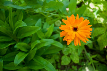 orange calendula