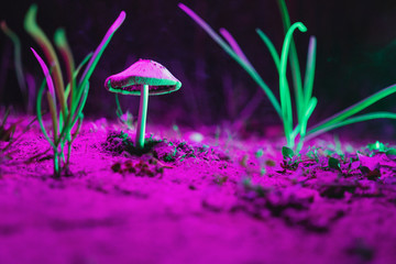 Colorful Psychedelic Mushrooms