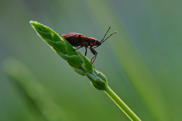 female red longhorn beetle on a green branch