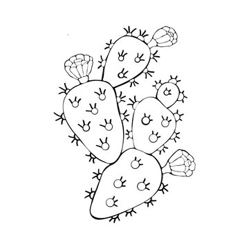 recommend clip art: Cactus with colors black and white in the vector. Opuntia. Hand drawn illustration. Vector branch contour of Indian Fig prickly pear, prickly pear cactus isolated on white background.