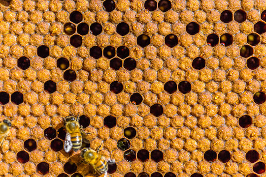 Close up of honey bees sitting on honeycombs