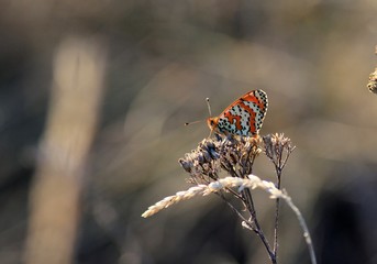 Melitaea butterfly on dry blades of grass in the evening