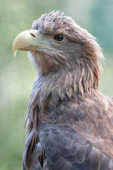 Obraz premium European White-tailed Eagle (Europäischer Seeadler, Haliaeetus albicilla)