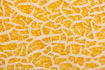 close up view of textured yellow melon peel