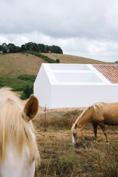 Horse House
