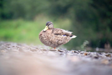 Mallard resting on small rock in river