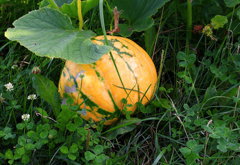 Obraz premium Small yellow pumpkin growing in the vegetable garden. Country gardening. Background with copy space for Thanksgiving Day