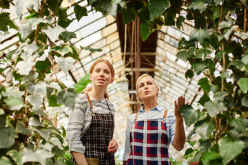 Two women in aprons look at the grapes grown at the greenhouse.