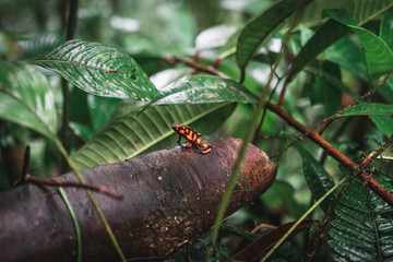 Rana venenosa en medio de la selva en Colombia
