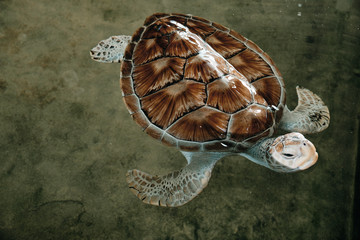 Beautiful Young Big Turtle Swimming in Sea Water
