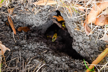 Wasps fly into their nest. Mink with an aspen nest. Underground