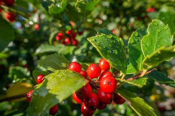 holly with red ripe fruits on the shrub stands in the morning sun and the leaves are still covered with morning dew