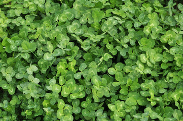 In the spring field young clover grows