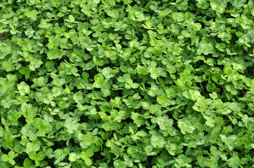 Obraz premium In the spring field young clover grows
