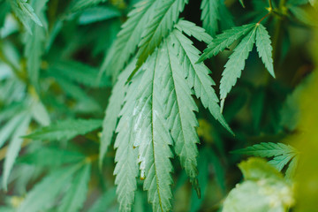 Medical marijuana, alternative medicine. Cultivation of medicinal cannabis for the production of healthy tincture, CBD oil