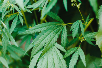 Medical marijuana, alternative medicine. Cultivation of medicinal cannabis for the production of healthy tincture, CBD oil