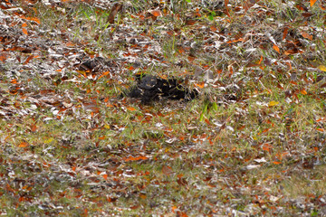 Wasps fly into their nest. Mink with an aspen nest. Underground